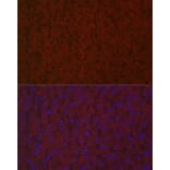 Immunofluorescence - Anti-LRG1/LRG Antibody (A15929) - Antibodies.com