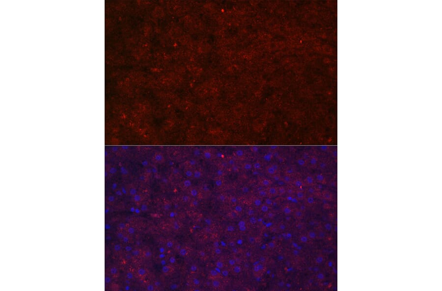 Immunofluorescence - Anti-LRG1/LRG Antibody (A15929) - Antibodies.com