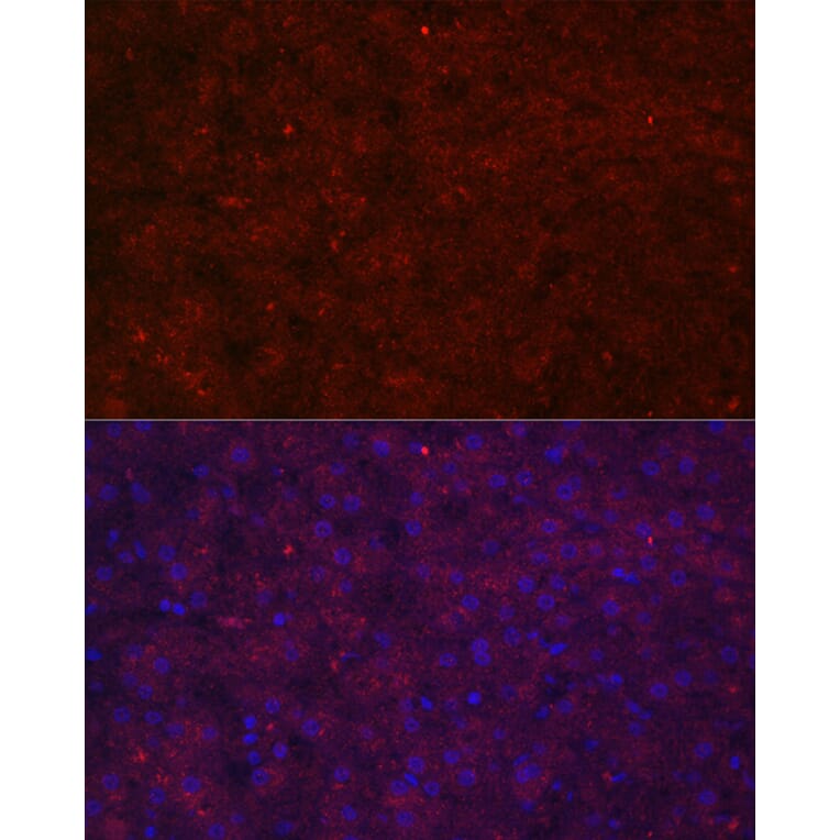 Immunofluorescence - Anti-LRG1/LRG Antibody (A15929) - Antibodies.com