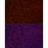 Immunofluorescence - Anti-LRG1/LRG Antibody (A15929) - Antibodies.com