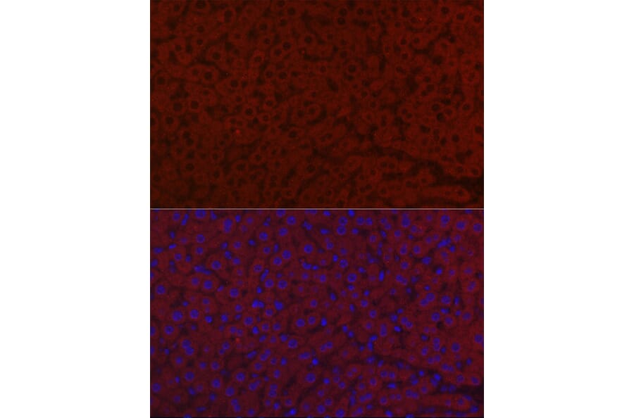Immunofluorescence - Anti-LRG1/LRG Antibody (A15929) - Antibodies.com