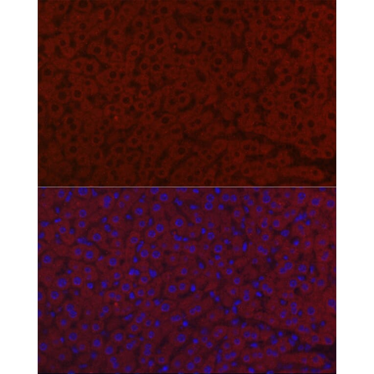 Immunofluorescence - Anti-LRG1/LRG Antibody (A15929) - Antibodies.com
