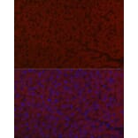 Immunofluorescence - Anti-LRG1/LRG Antibody (A15929) - Antibodies.com