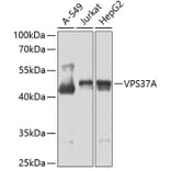 Western Blot - Anti-VPS37A/HCRP1 Antibody (A15931) - Antibodies.com