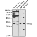 Western Blot - Anti-PHF13 Antibody (A7854) - Antibodies.com