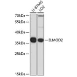 Western Blot - Anti-ELMOD2 Antibody (A15934) - Antibodies.com