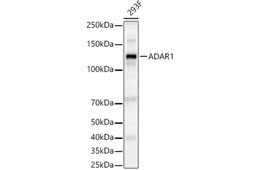 Western Blot - Anti-ADAR1 Antibody (A15941) - Antibodies.com