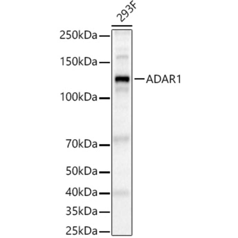 Western Blot - Anti-ADAR1 Antibody (A15941) - Antibodies.com