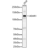Western Blot - Anti-ADAR1 Antibody (A15941) - Antibodies.com