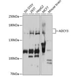 Western Blot - Anti-AC3 Antibody (A15942) - Antibodies.com