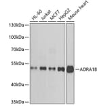 Western Blot - Anti-ADRA1B Antibody (A15944) - Antibodies.com