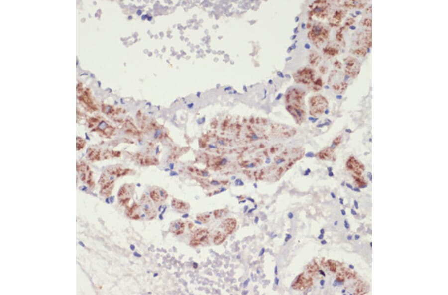 Immunohistochemistry - Anti-ADRA1A Antibody (A7873) - Antibodies.com
