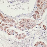 Immunohistochemistry - Anti-ADRA1A Antibody (A7873) - Antibodies.com