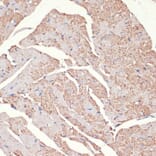 Immunohistochemistry - Anti-ADRA1A Antibody (A7873) - Antibodies.com