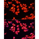 Immunofluorescence - Anti-ADRA1A Antibody (A7873) - Antibodies.com