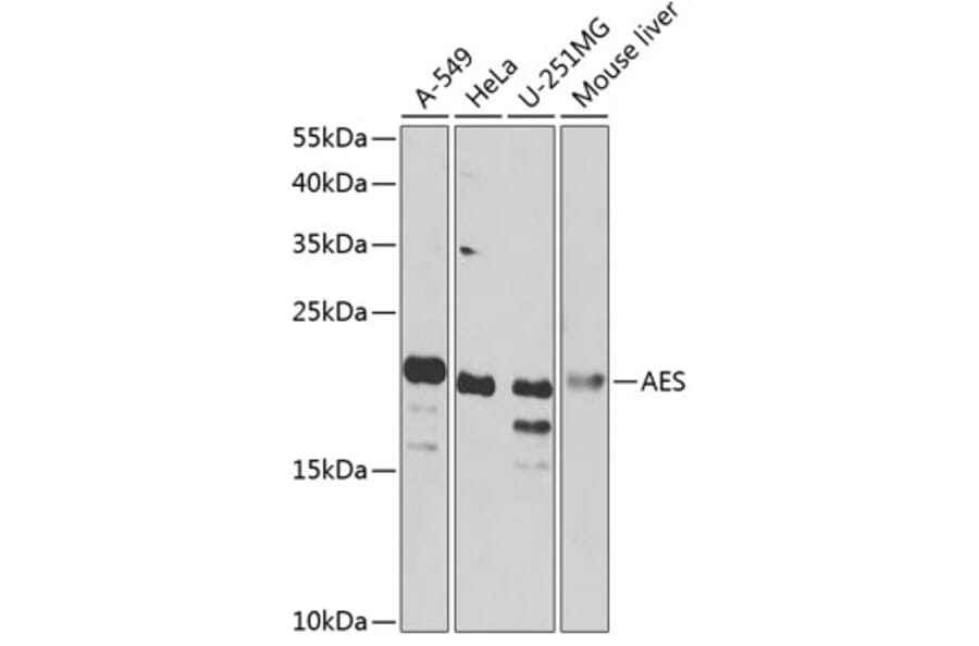 Western Blot - Anti-Amino-terminal enhancer of split/AES Antibody (A15946) - Antibodies.com