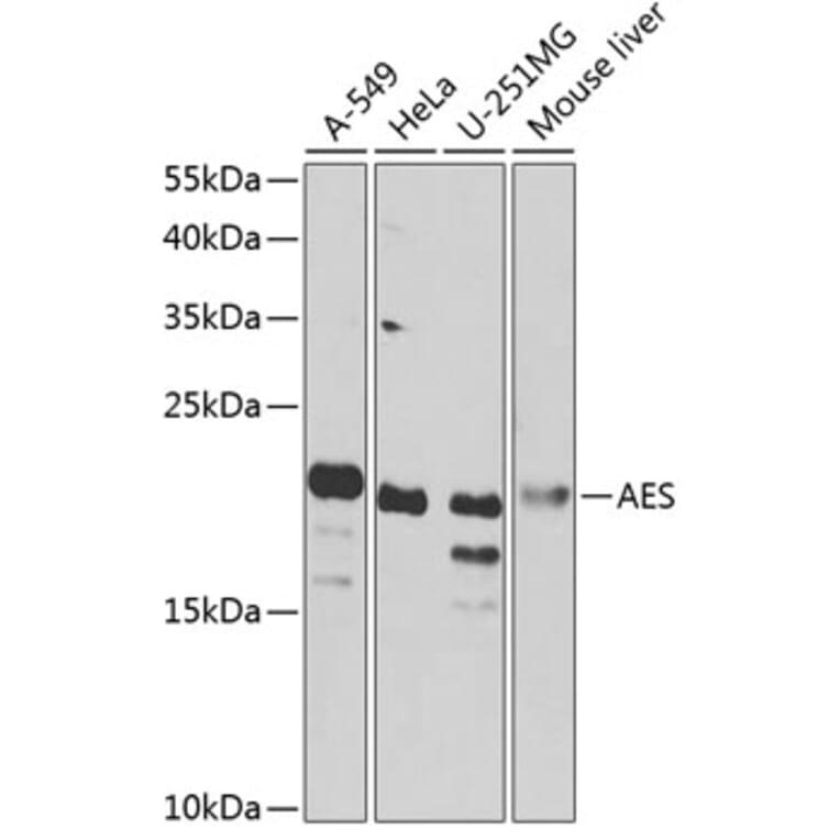 Western Blot - Anti-Amino-terminal enhancer of split/AES Antibody (A15946) - Antibodies.com
