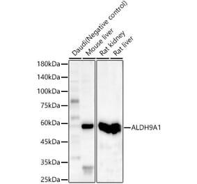 Western Blot - Anti-ALDH9A1 Antibody (A15947) - Antibodies.com