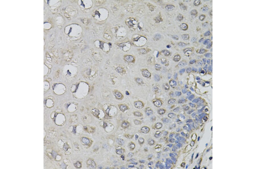 Immunohistochemistry - Anti-AMPD1 Antibody (A7876) - Antibodies.com