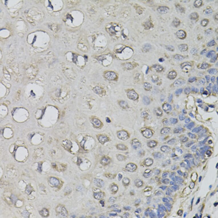 Immunohistochemistry - Anti-AMPD1 Antibody (A7876) - Antibodies.com