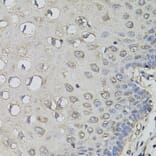 Immunohistochemistry - Anti-AMPD1 Antibody (A7876) - Antibodies.com
