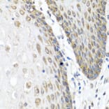 Immunohistochemistry - Anti-Angiopoietin 1 Antibody (A15949) - Antibodies.com