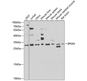 Western Blot - Anti-BPGM Antibody (A15950) - Antibodies.com