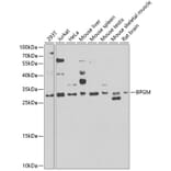 Western Blot - Anti-BPGM Antibody (A15950) - Antibodies.com