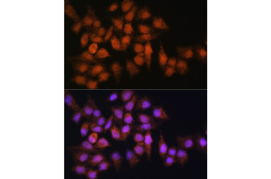 Immunofluorescence - Anti-BPGM Antibody (A15950) - Antibodies.com