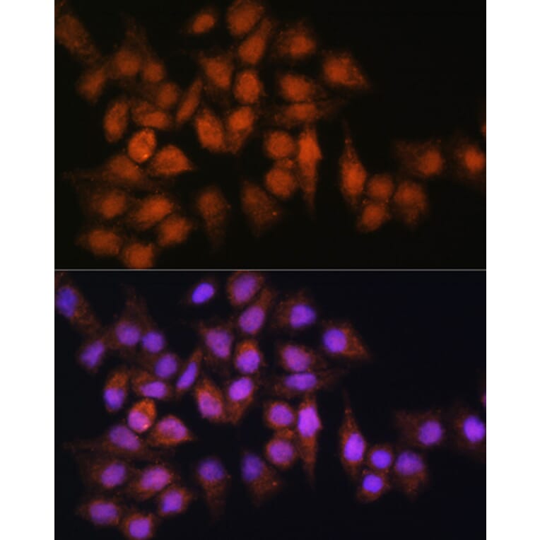 Immunofluorescence - Anti-BPGM Antibody (A15950) - Antibodies.com