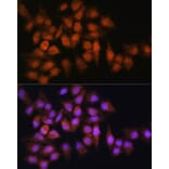 Immunofluorescence - Anti-BPGM Antibody (A15950) - Antibodies.com