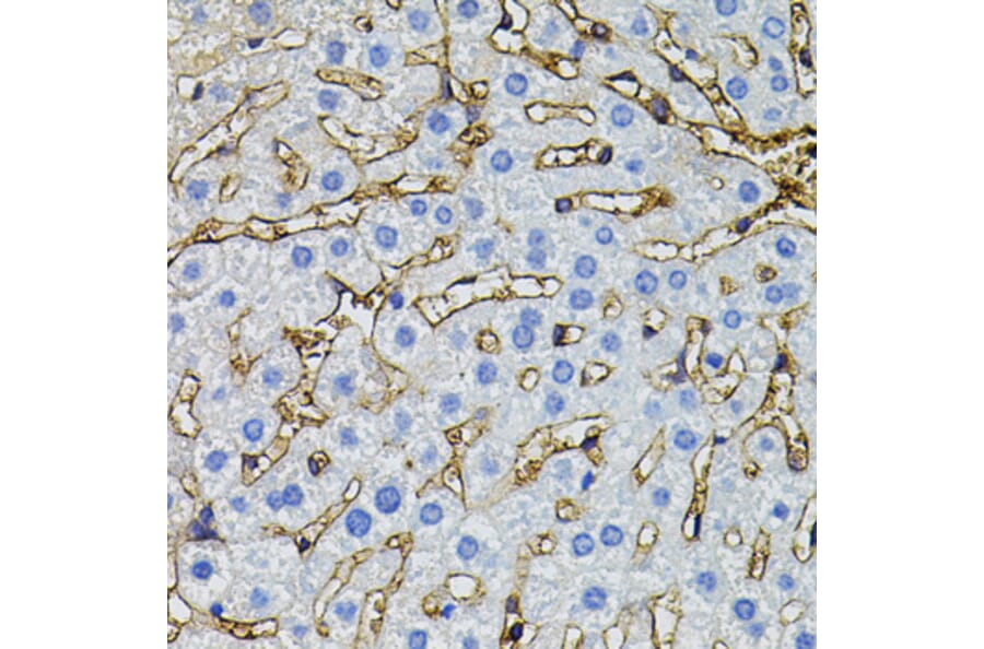 Immunohistochemistry - Anti-CBL Antibody (A15951) - Antibodies.com