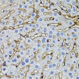 Immunohistochemistry - Anti-CBL Antibody (A15951) - Antibodies.com