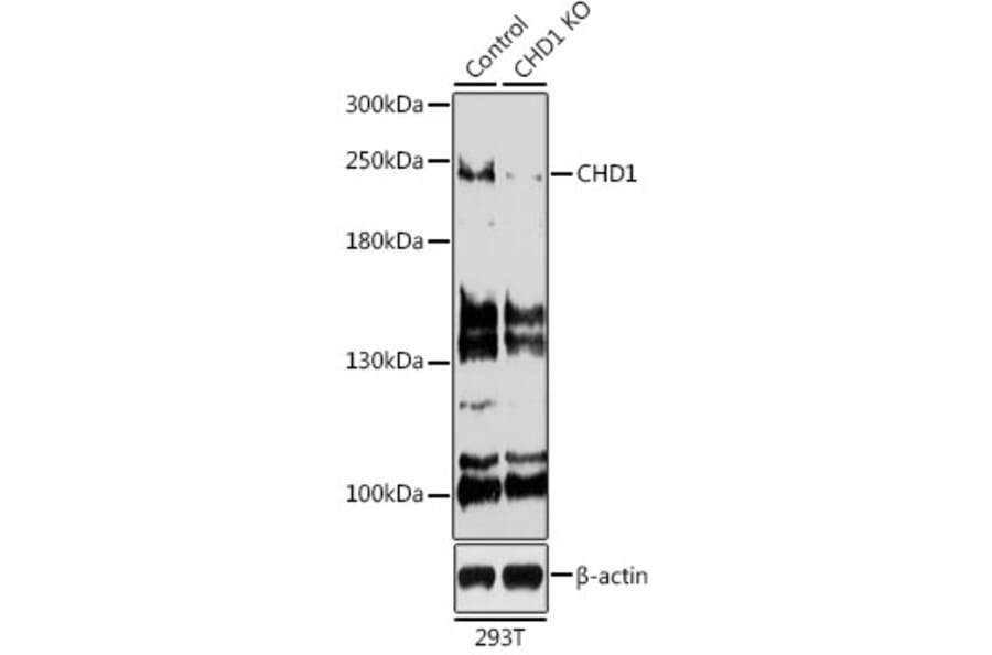 Western Blot - Anti-Chd1 Antibody (A15952) - Antibodies.com