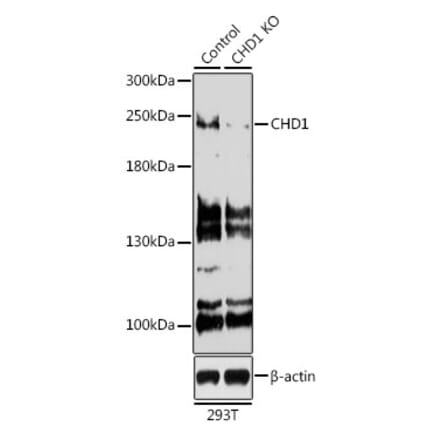 Western Blot - Anti-Chd1 Antibody (A15952) - Antibodies.com