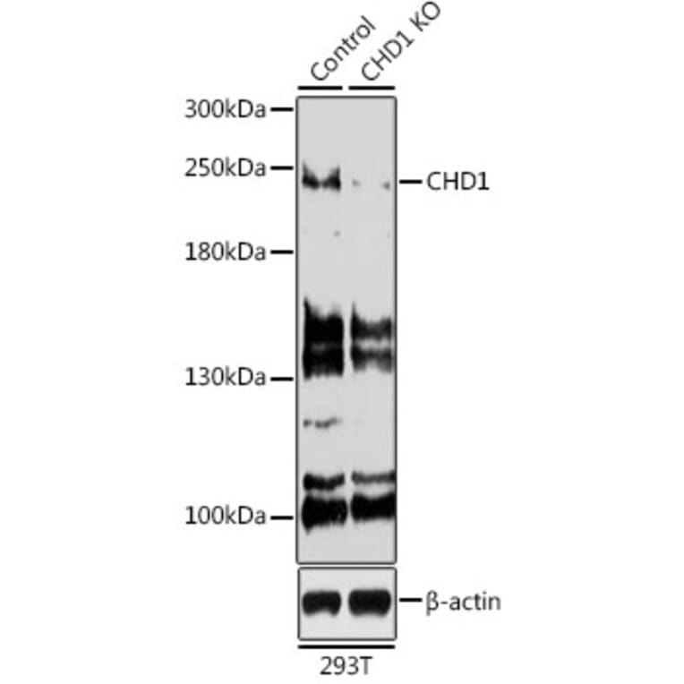 Western Blot - Anti-Chd1 Antibody (A15952) - Antibodies.com