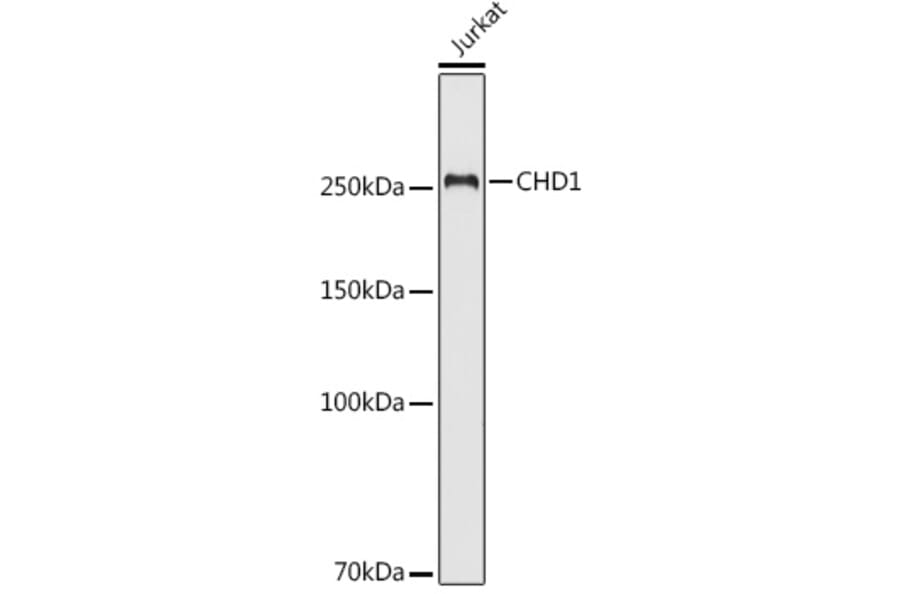 Western Blot - Anti-Chd1 Antibody (A15952) - Antibodies.com
