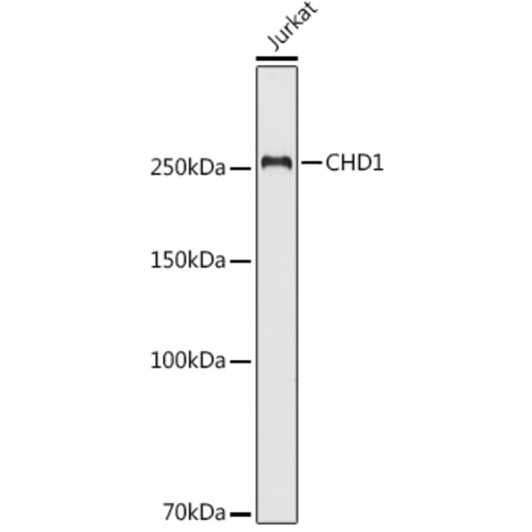 Western Blot - Anti-Chd1 Antibody (A15952) - Antibodies.com