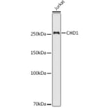 Western Blot - Anti-Chd1 Antibody (A15952) - Antibodies.com