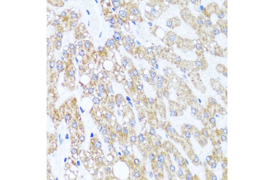 Immunohistochemistry - Anti-Chd1 Antibody (A15952) - Antibodies.com