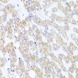 Immunohistochemistry - Anti-Chd1 Antibody (A15952) - Antibodies.com