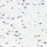 Immunohistochemistry - Anti-Chd1 Antibody (A15952) - Antibodies.com