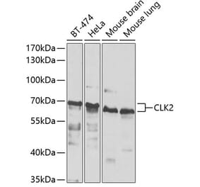 Western Blot - Anti-CLK2 Antibody (A15954) - Antibodies.com