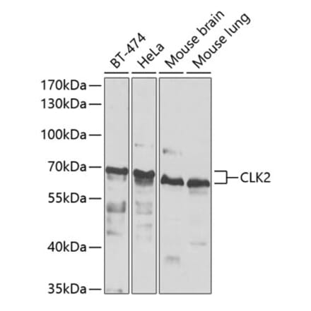 Western Blot - Anti-CLK2 Antibody (A15954) - Antibodies.com