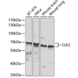 Western Blot - Anti-CLK2 Antibody (A15954) - Antibodies.com