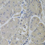 Immunohistochemistry - Anti-CLTC Antibody (A7886) - Antibodies.com