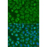 Immunofluorescence - Anti-EIF2B1 Antibody (A15958) - Antibodies.com
