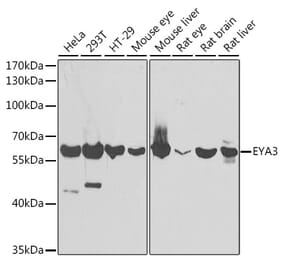 Western Blot - Anti-EYA3 Antibody (A15959) - Antibodies.com