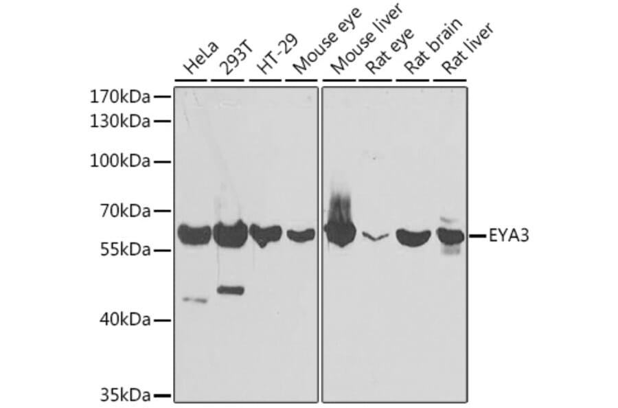 Western Blot - Anti-EYA3 Antibody (A15959) - Antibodies.com