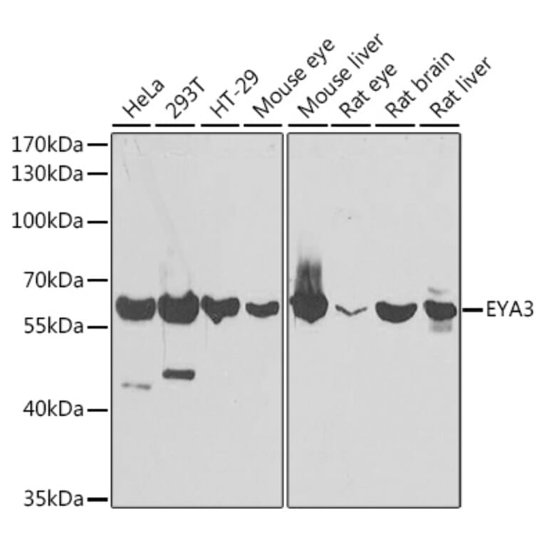 Western Blot - Anti-EYA3 Antibody (A15959) - Antibodies.com